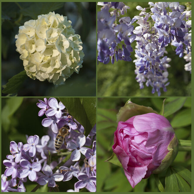 Mit diesen Bildern vom Garten wünsche ich allen frohe Pfingsten!