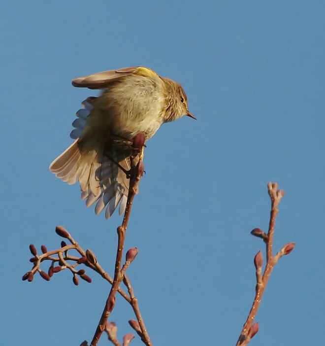 Und einmal kräftig die Federchen ausschütteln...