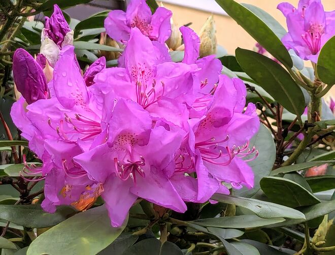 . . . .   Lieblingsfarbe 