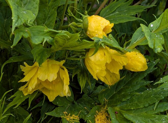 . . .  im regennassen Grün