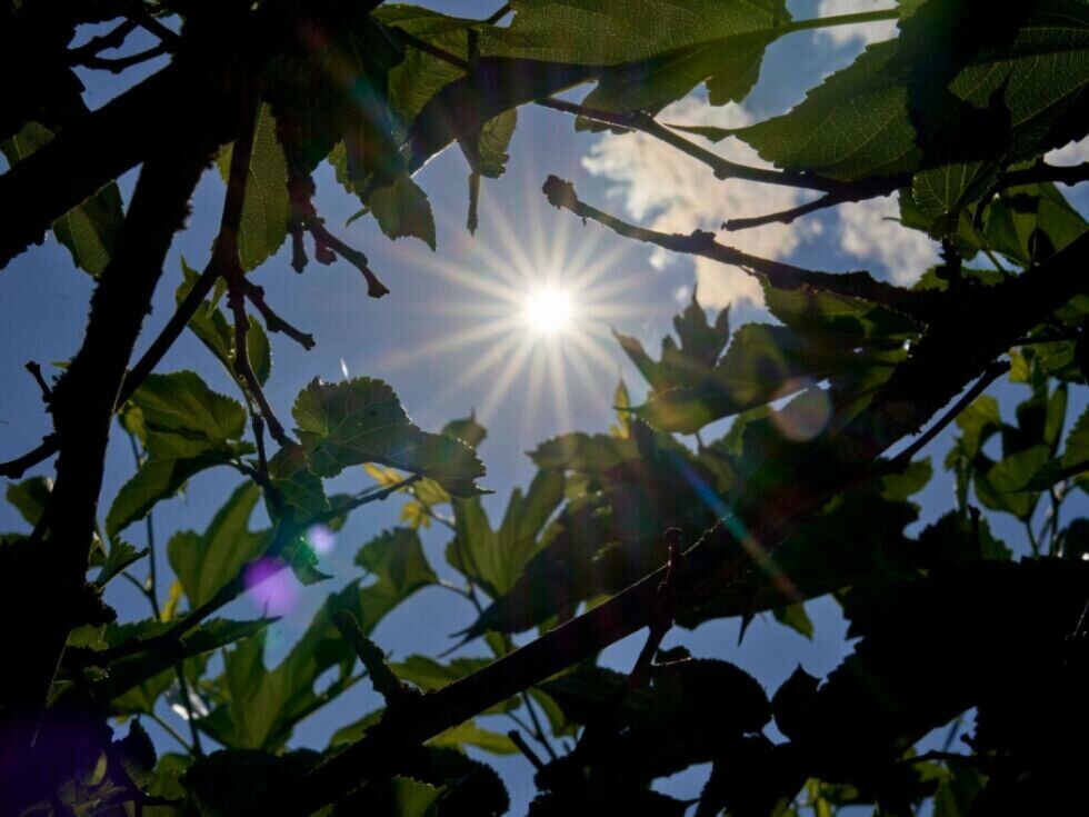 Photosynthese läuft tiefer im roten Bereich als gedacht