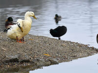Vogelgrippe: Alle untersuchten Proben negativ - noch kein nachgewiesener Fall in Salzburg