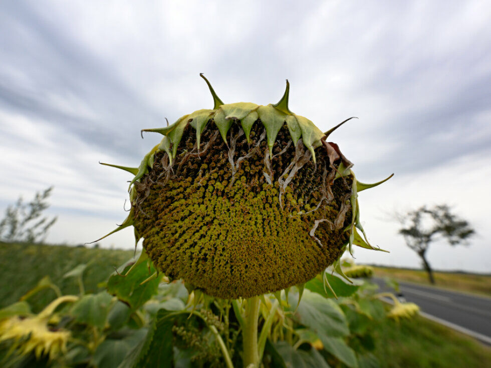 EU-Umweltminister wollen sich auf EU-Klimaziel 2040 einigen