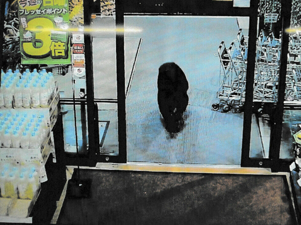 Japan schickt Armee in den Kampf gegen Bären