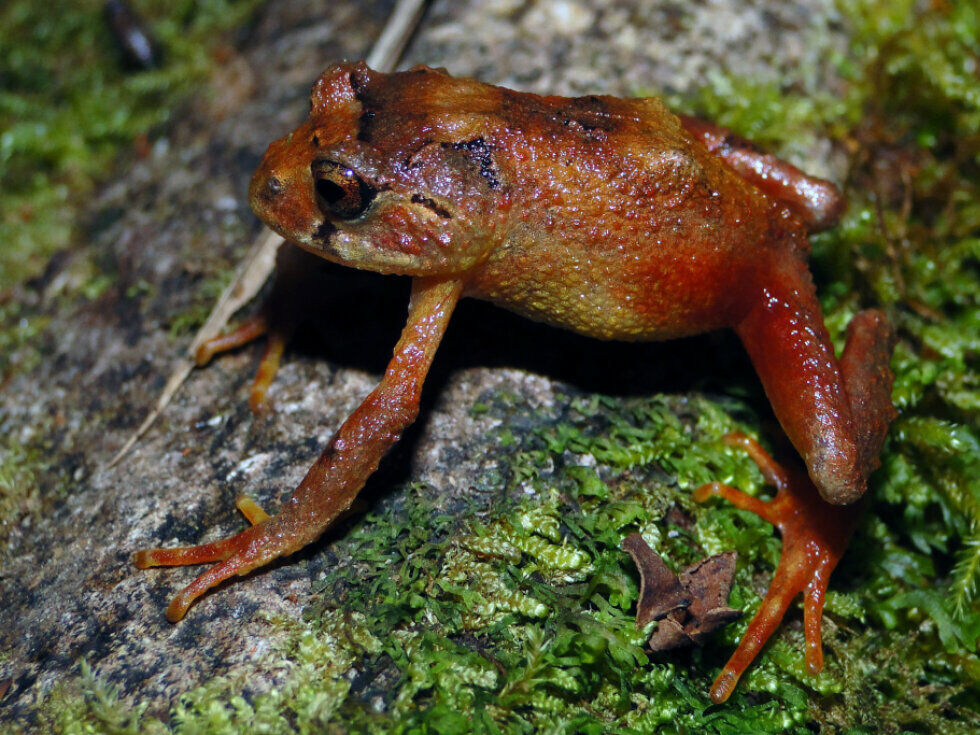 V perujski Amazoniji odkrili dve novi vrsti žab