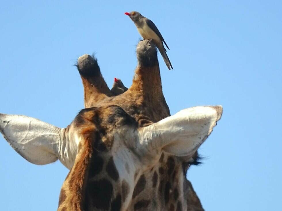 V Afriki: Opozorilni klici ptic izboljšajo zaznavanje nevarnosti pri žirafah