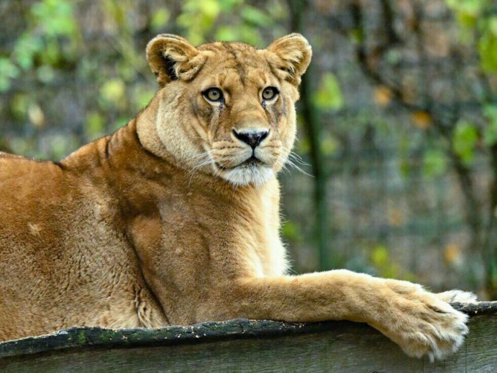 Zaradi pomanjkanja sredstev se zapira živalski vrt na Novi Zelandiji, levi so bili evtanazirani