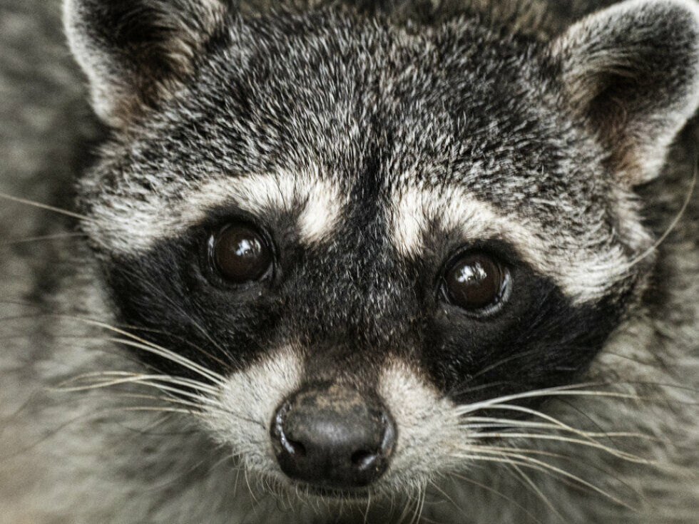 Kürzere Schnauze der Waschbären zeigt ihre Haustierwerdung