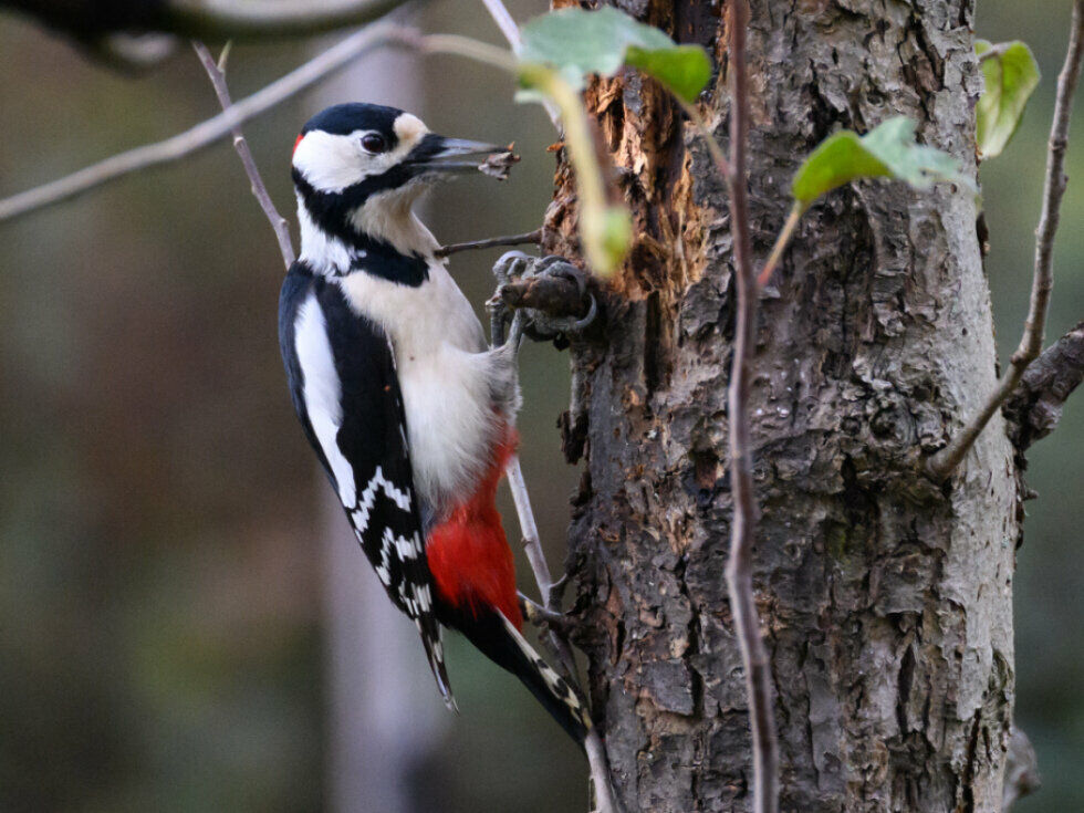 Zahl der Waldvögel in Österreich auf gutem Niveau
