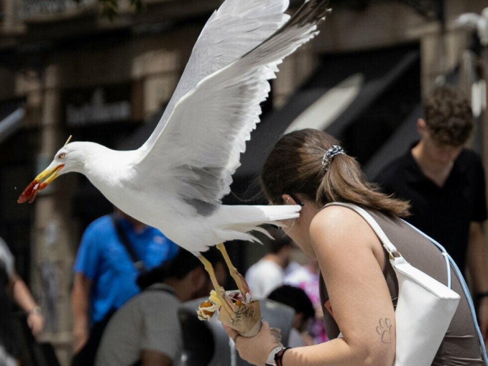 Anschreien: Biologen testen Methoden zur Abwehr von Möwen