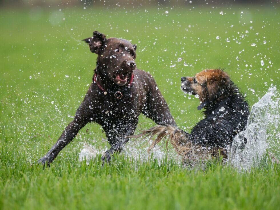 Hunde beißen Spaziergänger in Oberösterreich