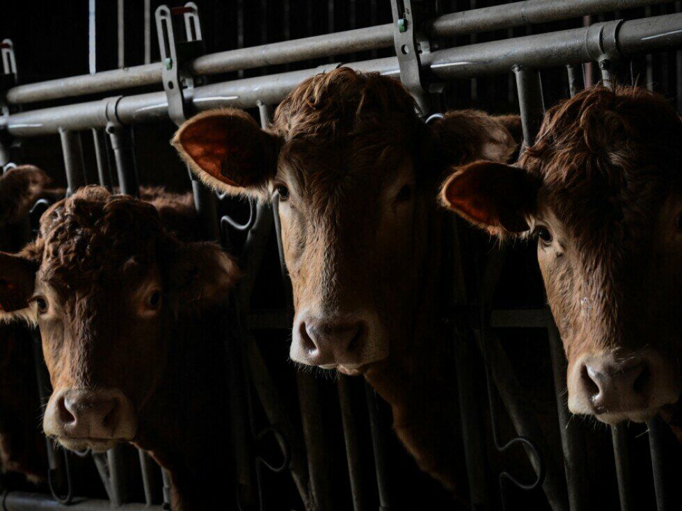 Tausende Rinder auf Schiff vor Türkei gefangen