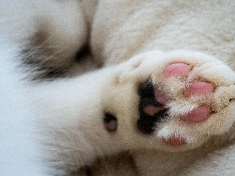 Tiroler Studie verknüpft Tierkontakt mit Wohlbefinden