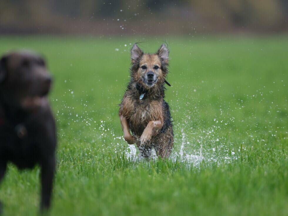 Südtirol rückt von "Hunde-Taxe" ab