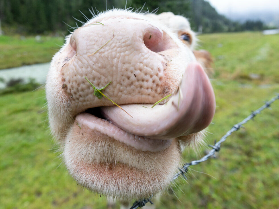 Naturjoghurts schnitten in Tests überwiegend erfreulich ab