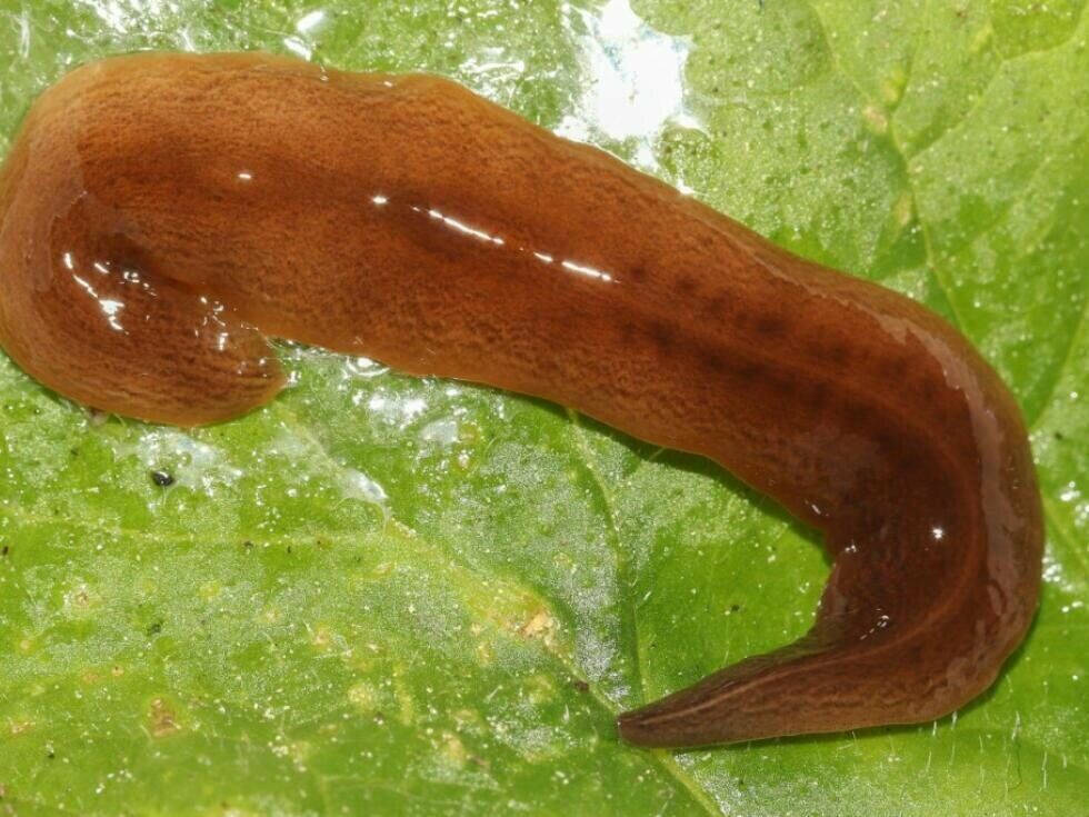 V Avstriji odkrili invazivnega plenilca deževnikov