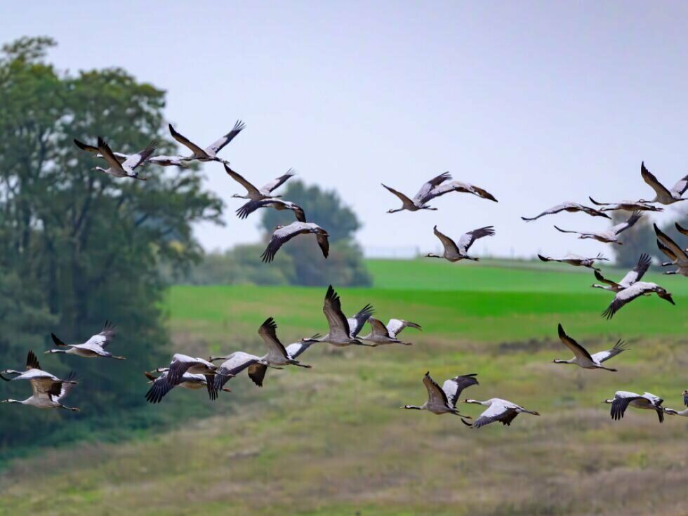 Dunajski raziskovalci: Selitvene ptice manj odprte za novosti kot ptice stalnice