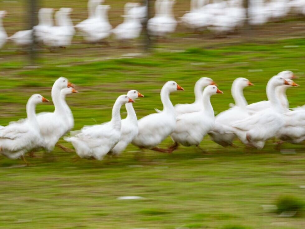 Vogelgrippe in Gänsebetrieb in Steyr nachgewiesen