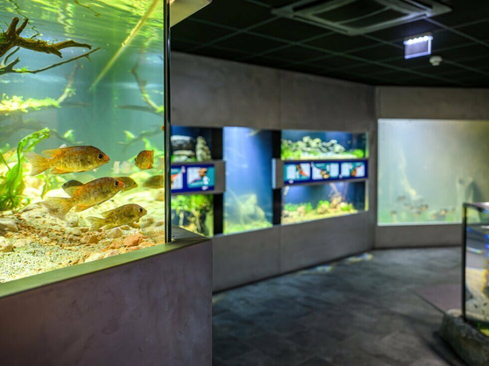 Neue Süßwasseranlage im Haus des Meeres