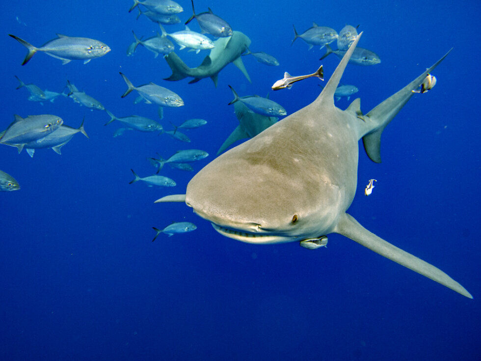 Morski psi in skati so pod vse večjim pritiskom že 45 milijonov let