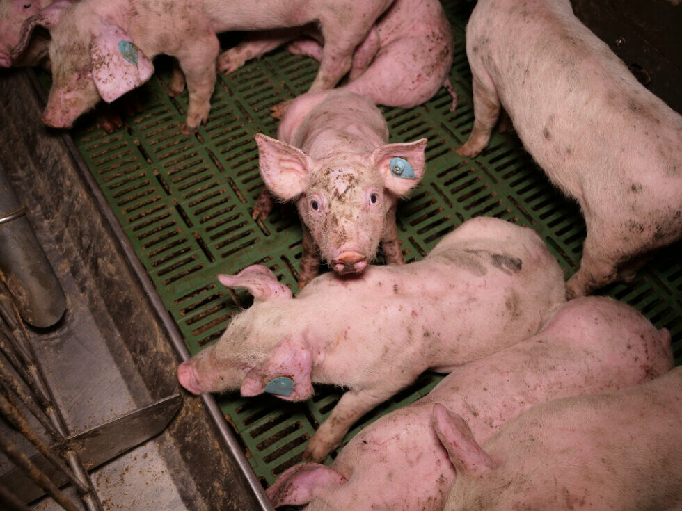 Mitarbeiter von Schweinebetrieb in NÖ angezeigt