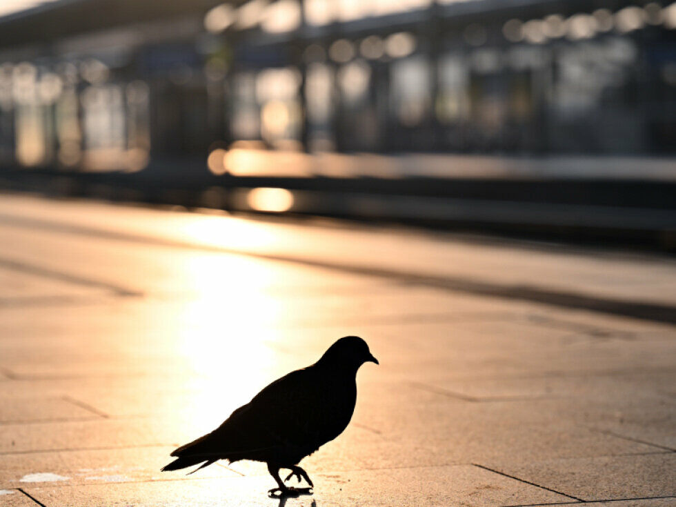 Raziskovalci verjetno našli temelj za magnetni čut ptic