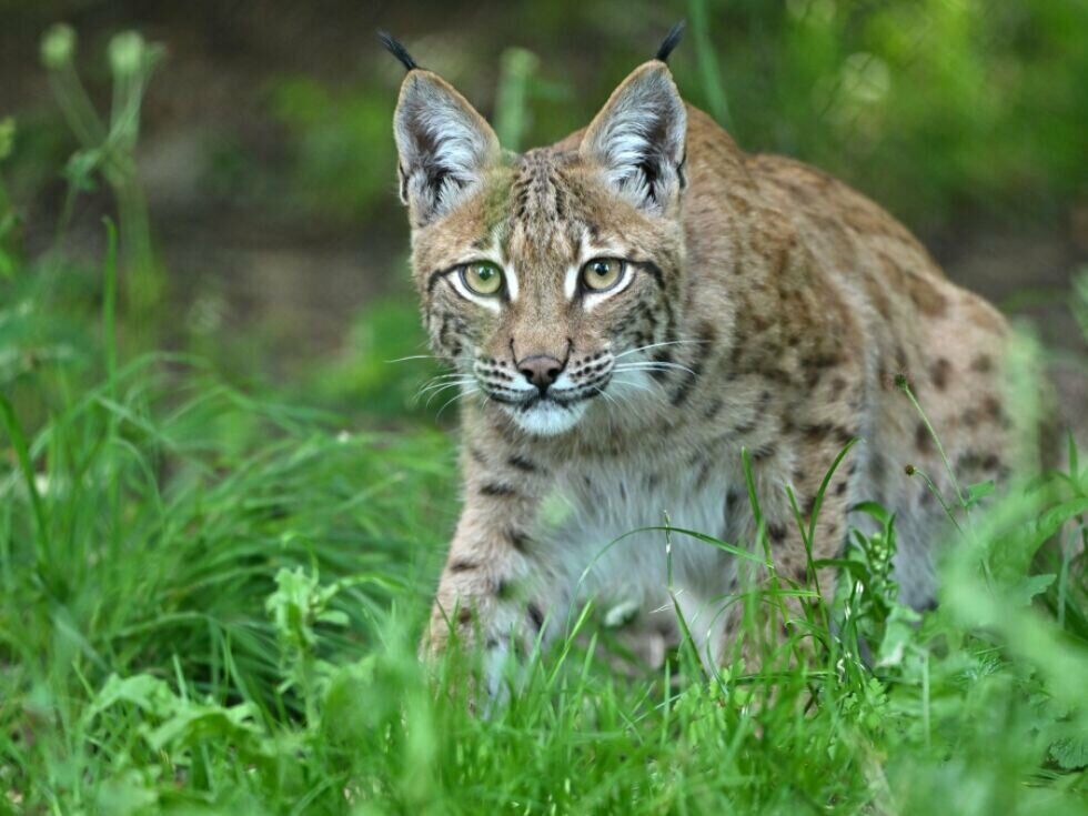 WWF fordert besseren Schutz für gefährdeten Luchs