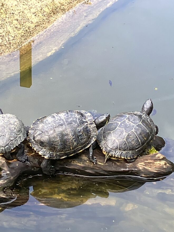 Rüschen sind wieder in….