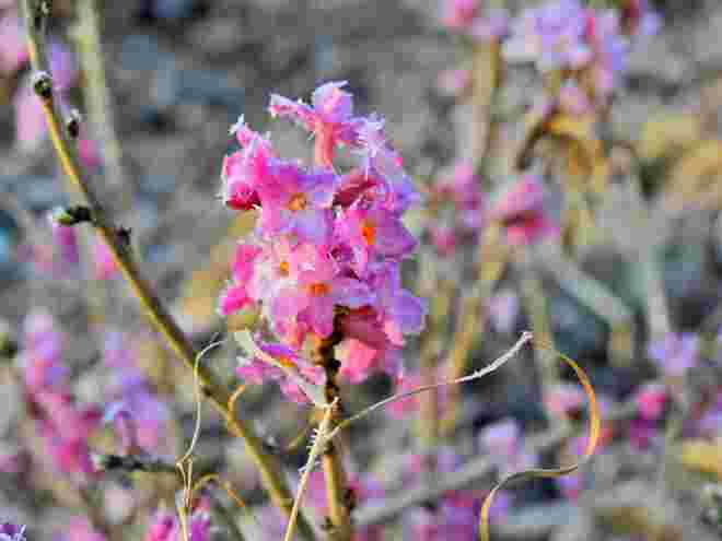 In der Morgensonne