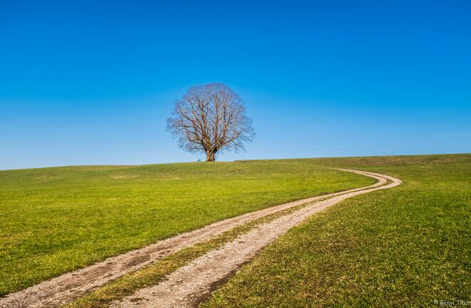 Besuch bei der alten Linde