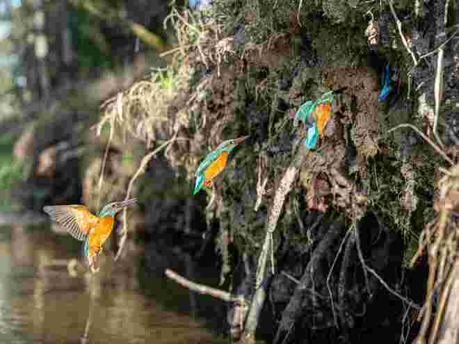 Eisvogel beim Anflug in die Bruthöhle
