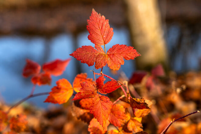 Und sie leuchten noch immer