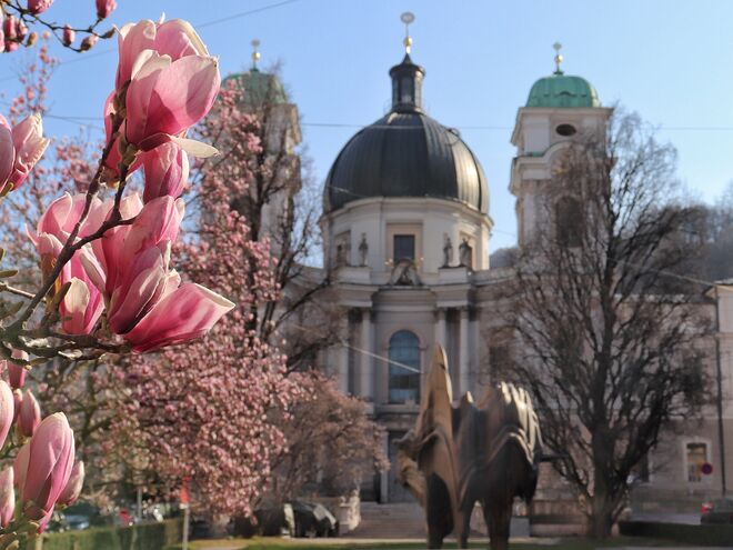 Magnolien am Makartplatz