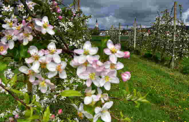 "APFELBLÜTE"