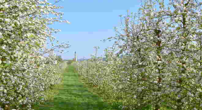 " OBSTPLANTAGE "