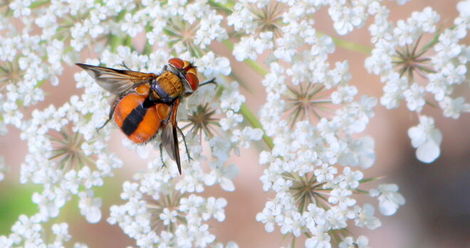 "AUF WEISSEN BLÜTEN"