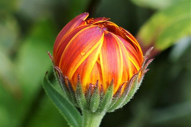 Guten Morgen - wenn ich aufgeblüht bin ...