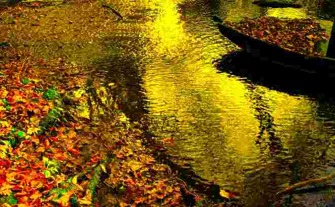 " GOLDWASSER "