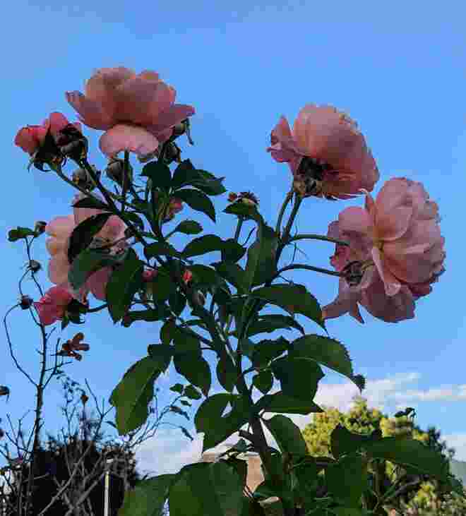 . . . ein blauer Abendhimmel