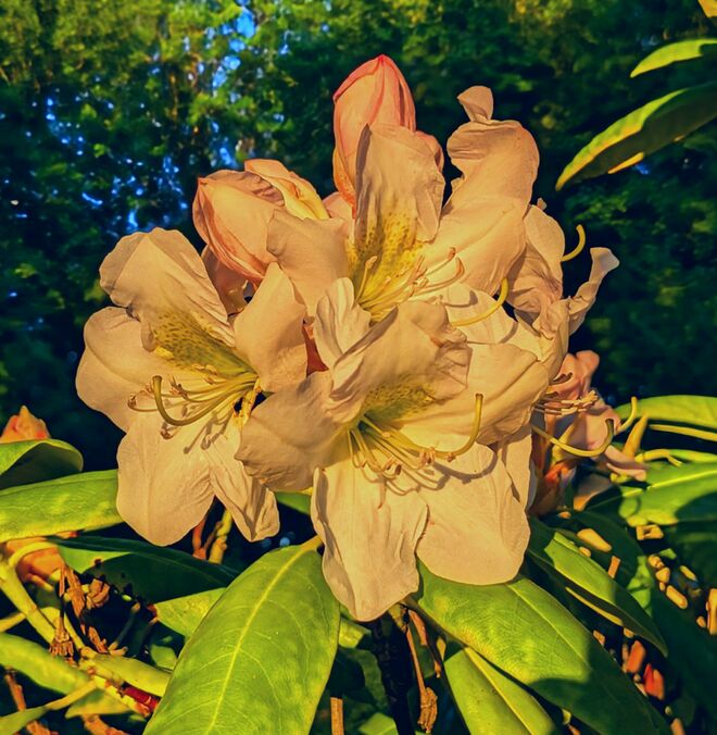 . . . zauberhaftes  Abendsonnenlicht