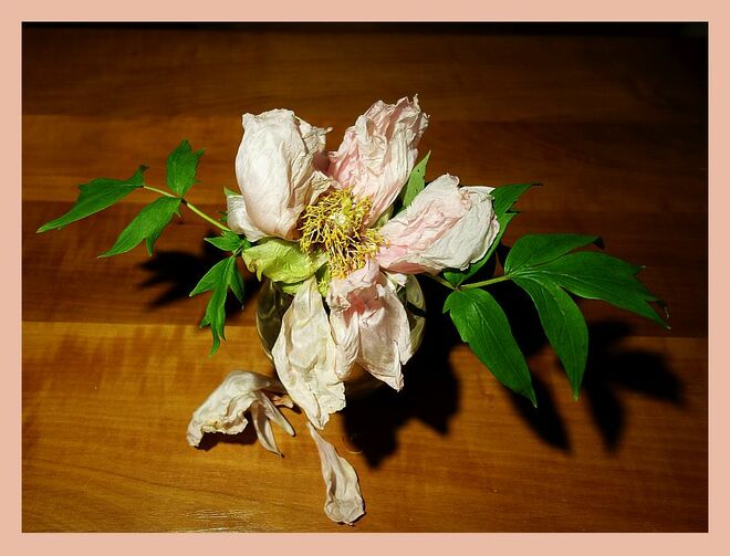 Pfingstrosenblütenabschied