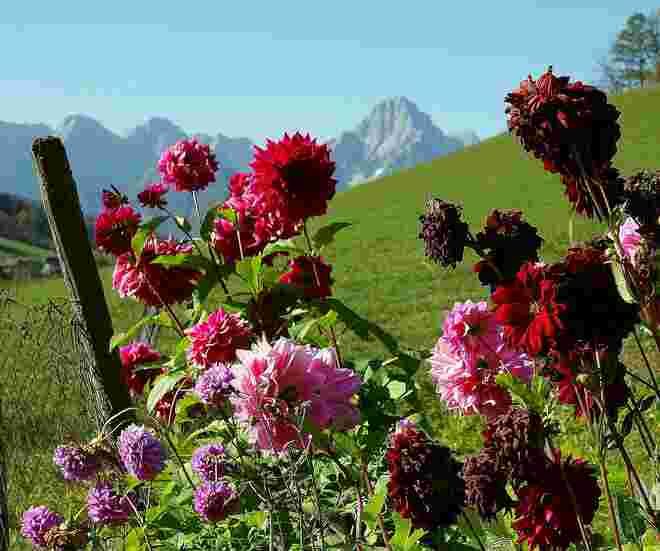 . . . letztes Farbenaufgebot