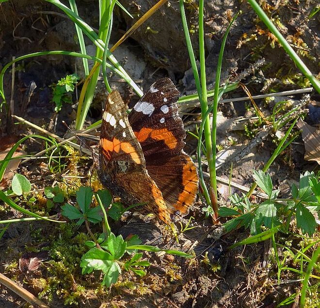 ein durchsonnter Admiral