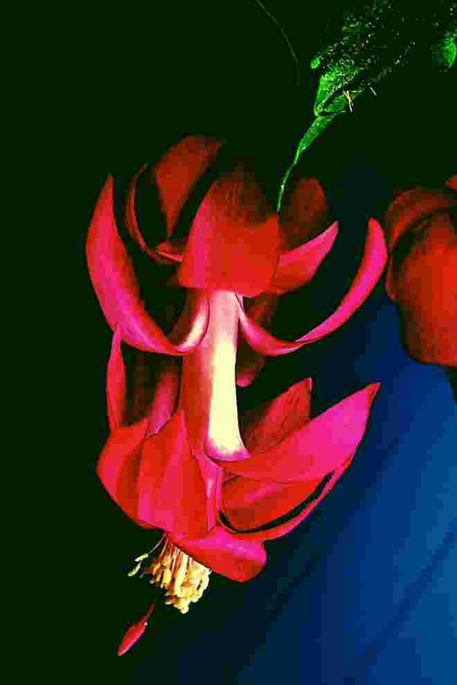. . .  Adventblüte 