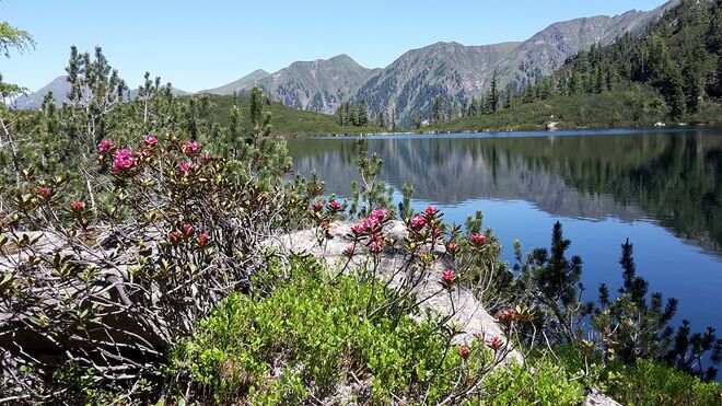 Almrausch am Reedsee