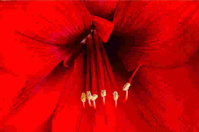 Amaryllis