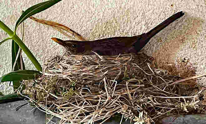 Amsel im Nest