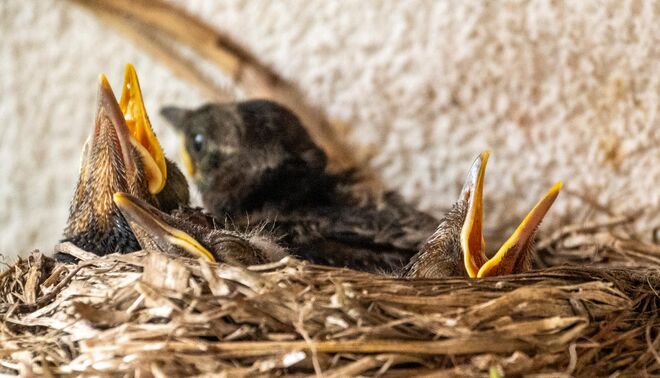 Nachwuchs im Amselnest