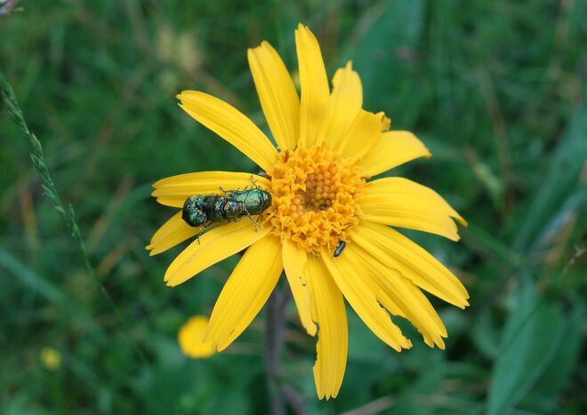 . . . Arnikablüte . . . 