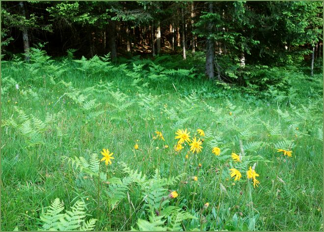 Arnikablüten in der Farnwiese